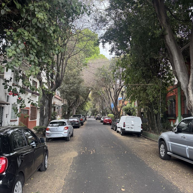 Tree-lined street, Mexico City