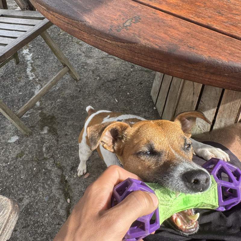 Hostel dog in Cali